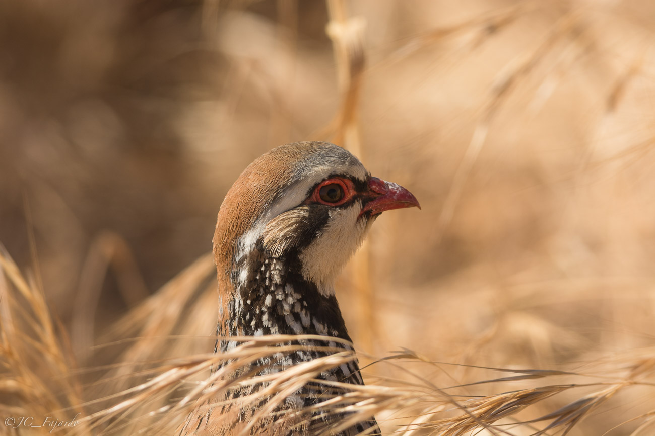 Perdiín roja, Red-legged partridge, Alectoris rufa