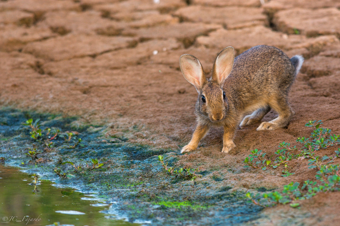 Conejo común, Rabbit, Oryctolagus cuniculus desde hide con red de camuflaje