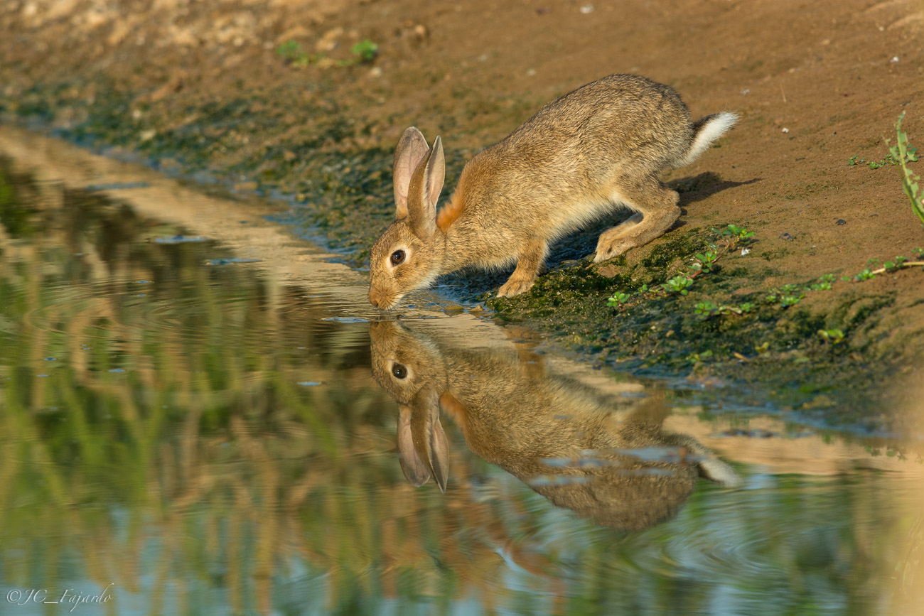 Conejo común, Rabbit, Oryctolagus cuniculus