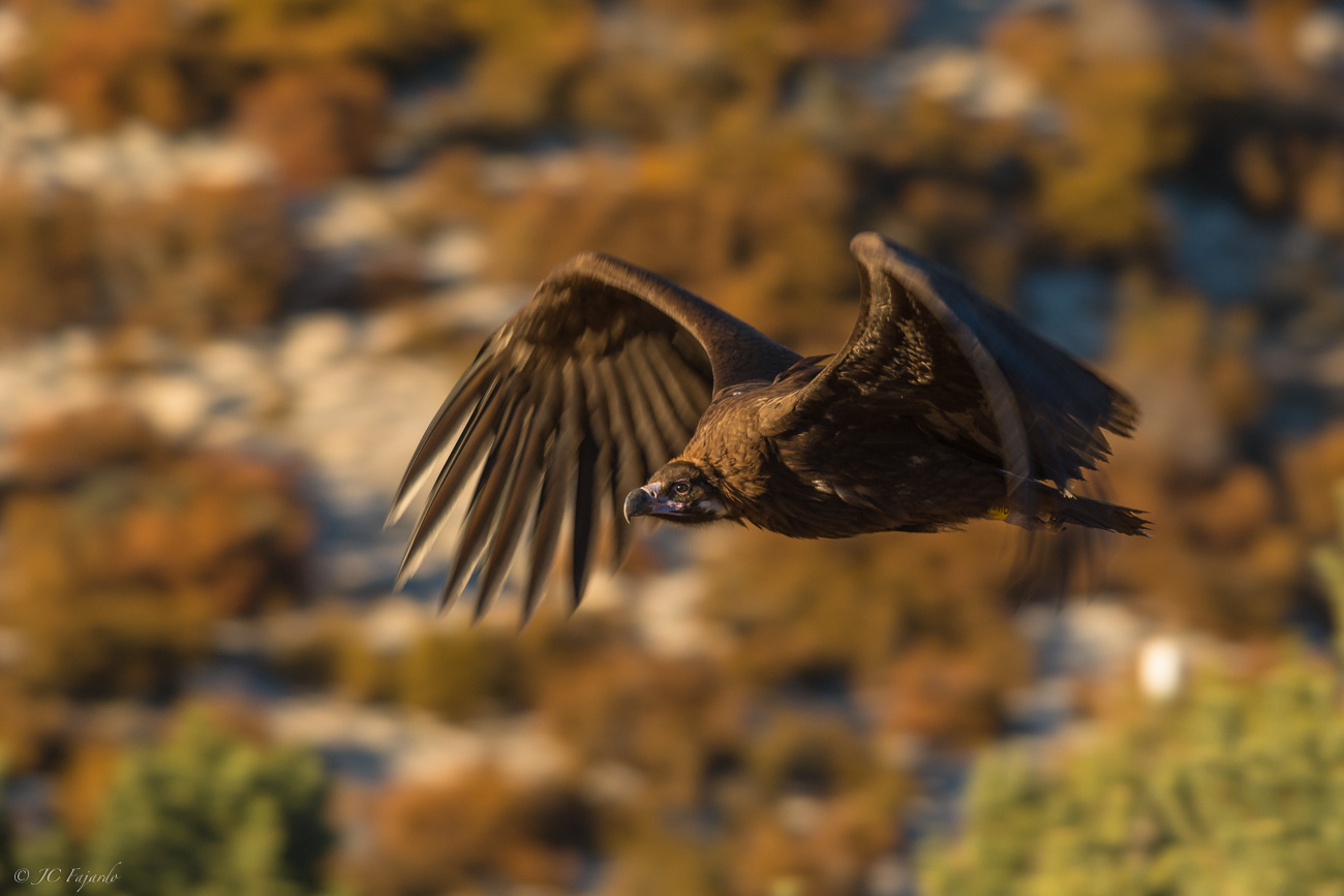 Buitre negro / Black vulture / Aegypius monachus